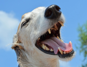 5 Signs of Dental Disease in Dogs